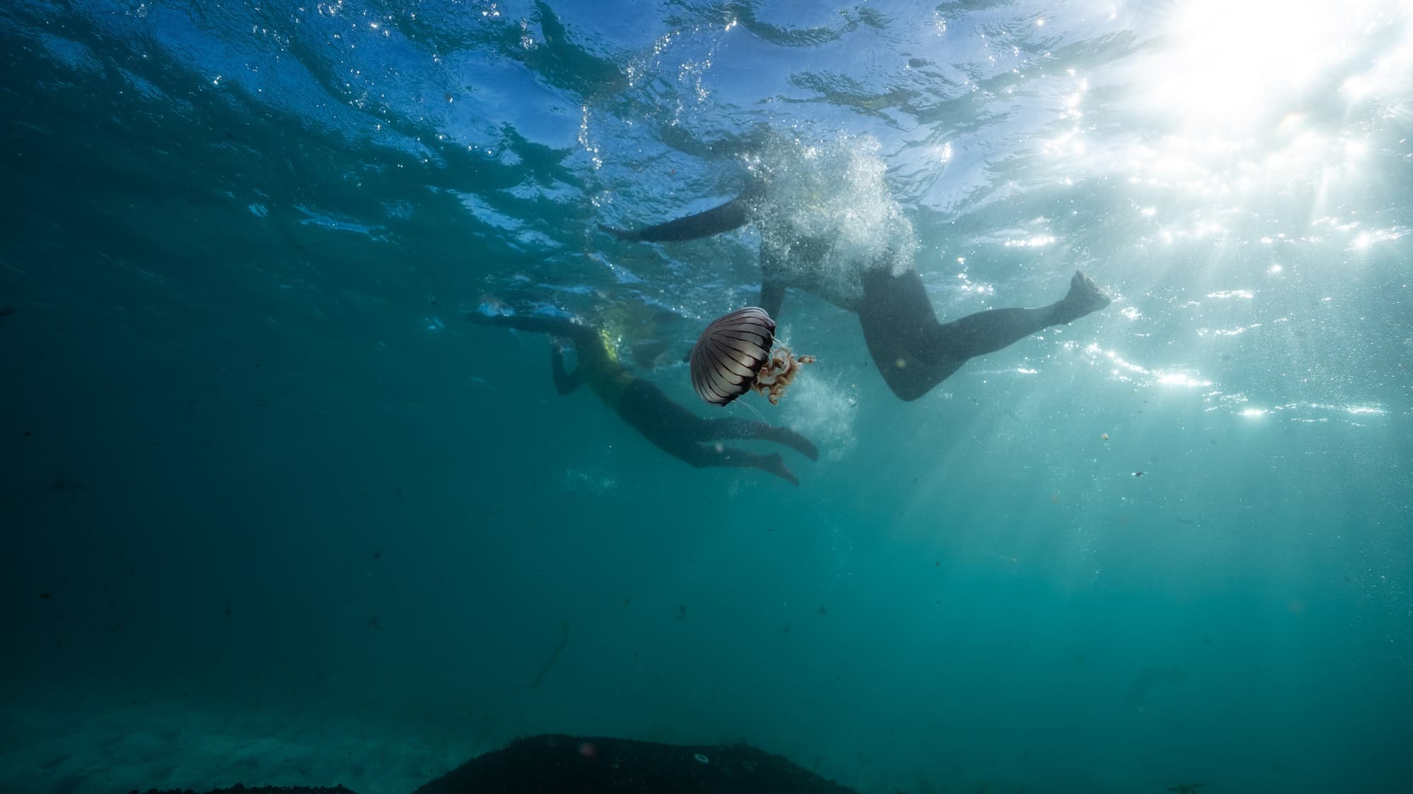 Underwater view of a striped jellyfish drifting beneath swimmers in sunlit water